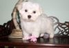 Beautiful white Maltese Puppies Available