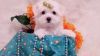 Small Tiny Teacup Maltese Puppies Available