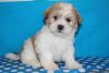 beautiful Maltese pup available