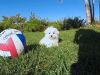 NICE LOOKING MALTESE PUPPIES FOR A HOME CARE