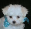 Trained Maltese pups for adoption