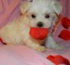 Absolute DOLL M/F Maltese Puppies Ready Now.