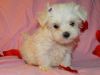 sweet little personality maltese puppies