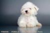 Our Female Maltese Puppy!