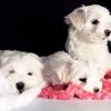 Full breed Maltese puppy