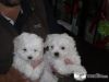 Real Tea Cup Maltese Puppies