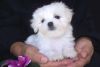 (affectionate Maltese puppies ready for new home.