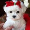 we currently have two maltese puppies,