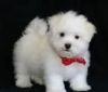 Priceless Pedigree Maltese Puppy