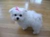 cute maltese for rehoming