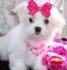 Akc Maltese Babies For Sale