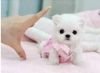 Cute Tiny Teacup Maltese pups for sale
