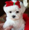 Two Lovely Maltese puppies available