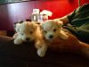 Precious Maltese puppies