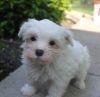 Young Maltese puppies for a new home