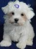Adorable akc young maltese puppies