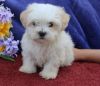 White and cute maltese puppies