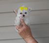 Loving Tiny Tcup Micro Maltese Puppies In Houston