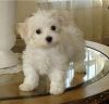 Cute And Adorable Home Trained Maltese Puppies