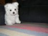 Cute male and female Maltese puppies available