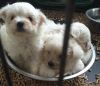 Fantastic White Maltese puppies available