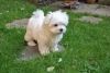 Lovely male and female Maltese puppies