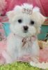 Gorgeous Petite Teacup Maltese Puppy