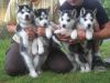 Ready To Leave,siberian Husky Puppies For Sale