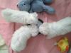 White Maltese Puppies Available (xxx) xxx-xxx9