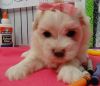 Fantastic White Mf Maltese Puppies Available: