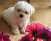 Well Socialized Mf Maltese Puppies A Vailable