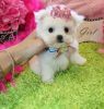Friendly Teacup Maltese Puppies Available