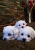 Itter Of Quality Puppies-kennel Club Reg.