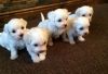 Reg Adorable Doll Face Tiny Maltese Puppies