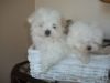Three Gorgeous Maltese Puppies!