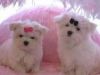 Tini Teacup Maltese Puppies To Offer For X-mass