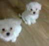 Gorgeous Maltese Terriers For Sale