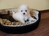 Cute Maltese puppies for caring home