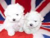 Cute And Adorable Home Trained Maltese Puppies,