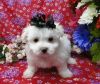 Cute and charming maltese puppies