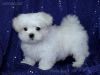 cute Maltese puppy for birthday gift