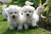 Super Adorable Maltese Puppies Available