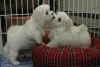 Beautiful Maltes puppies for Adoption