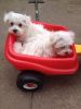 Maltese Terriers Now ready