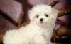 adorable and sweet maltese pupiiess for adoption