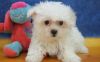 Adorable Home Trained Maltese Puppies,