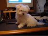 Lovely Male and Female Maltese Available