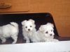 Maltese Terrier Puppies