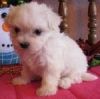 Two outstanding mf maltese puppies for rehoming