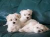 !Quality Registered Maltese puppies.